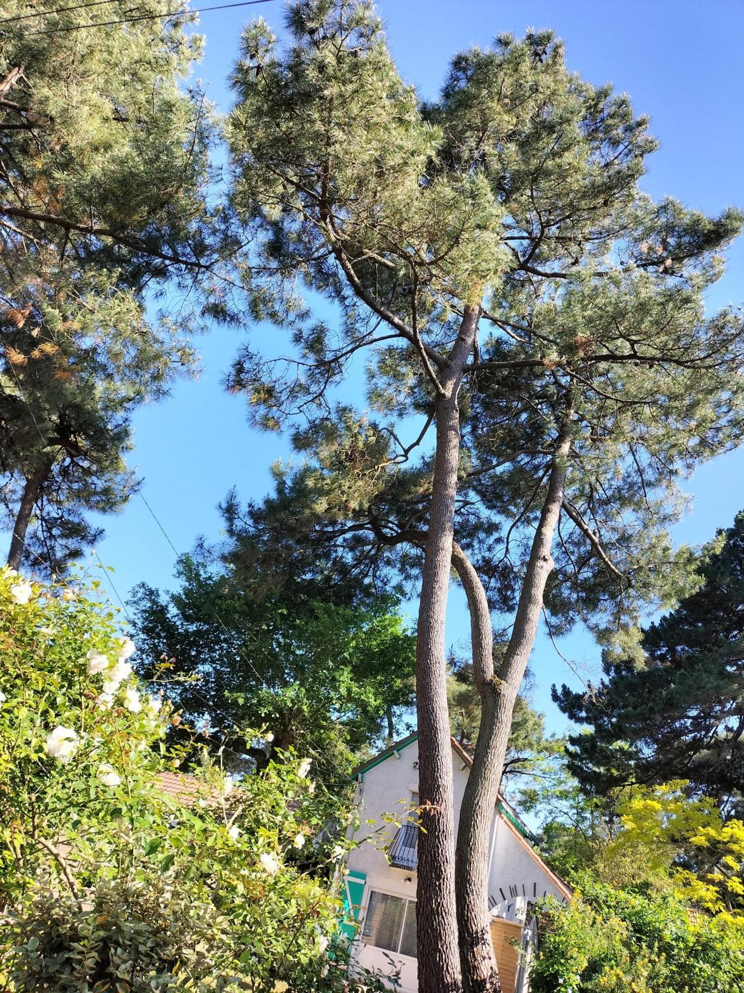 Maison A 50 M De La Plage Sous Les Pins Saint-Brévin-les-Pins Extérieur photo
